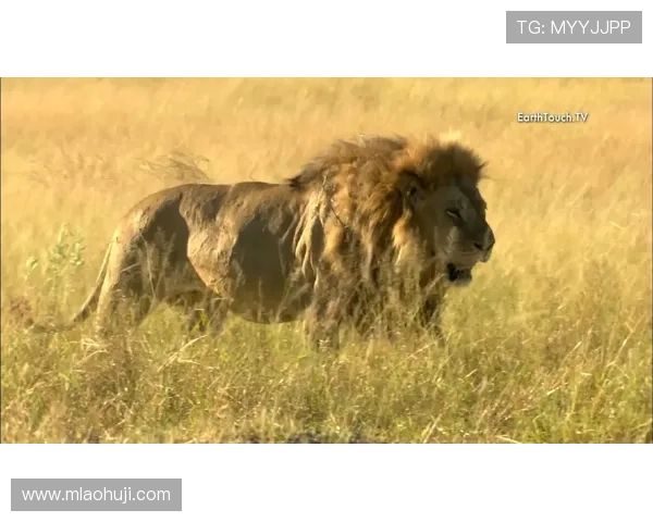 发财雄狮：打造财运旺盛的家居环境必不可少的雄狮装饰